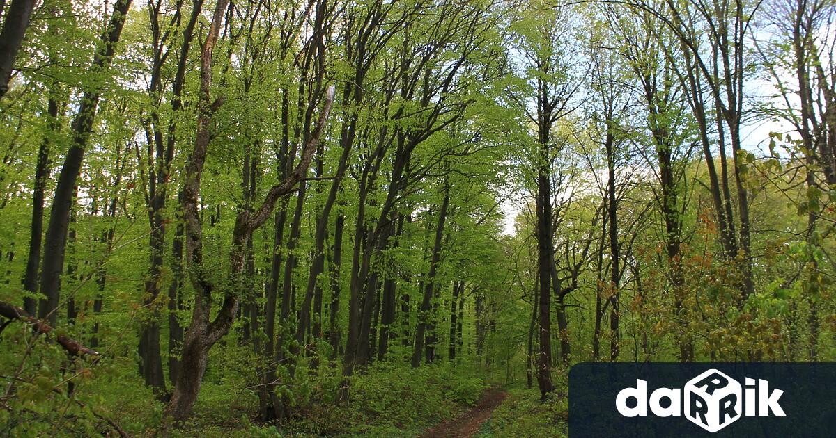 1 294 проверки са извършили горските служители в горите от
