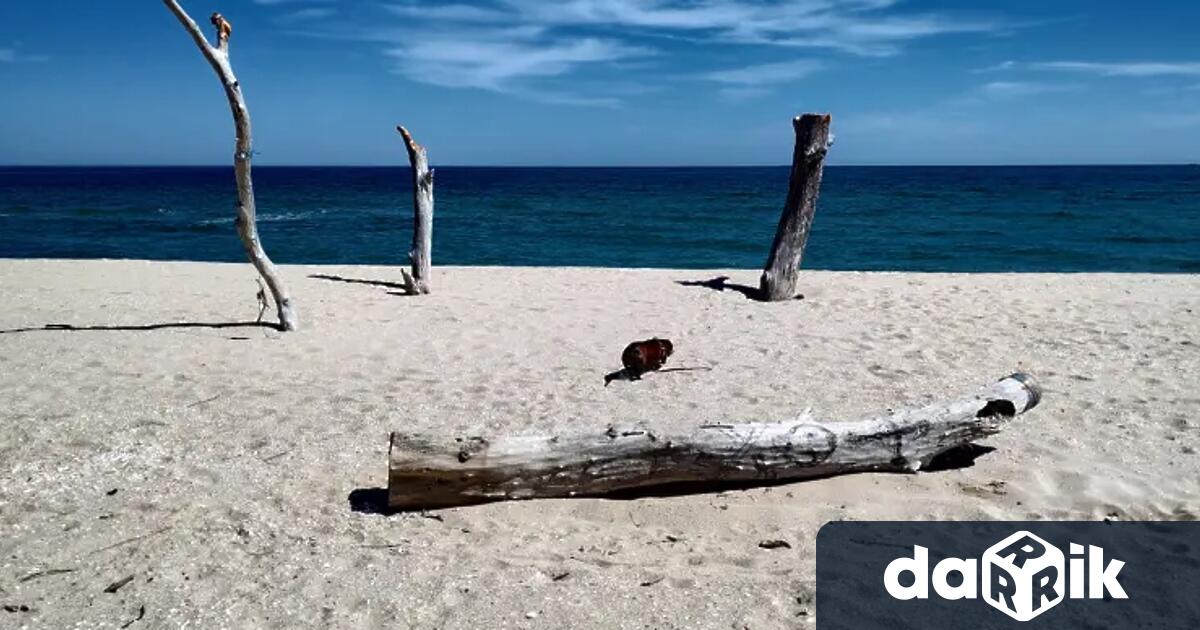 Шести мъртъв делфин на плажа във Варна Това е пореден