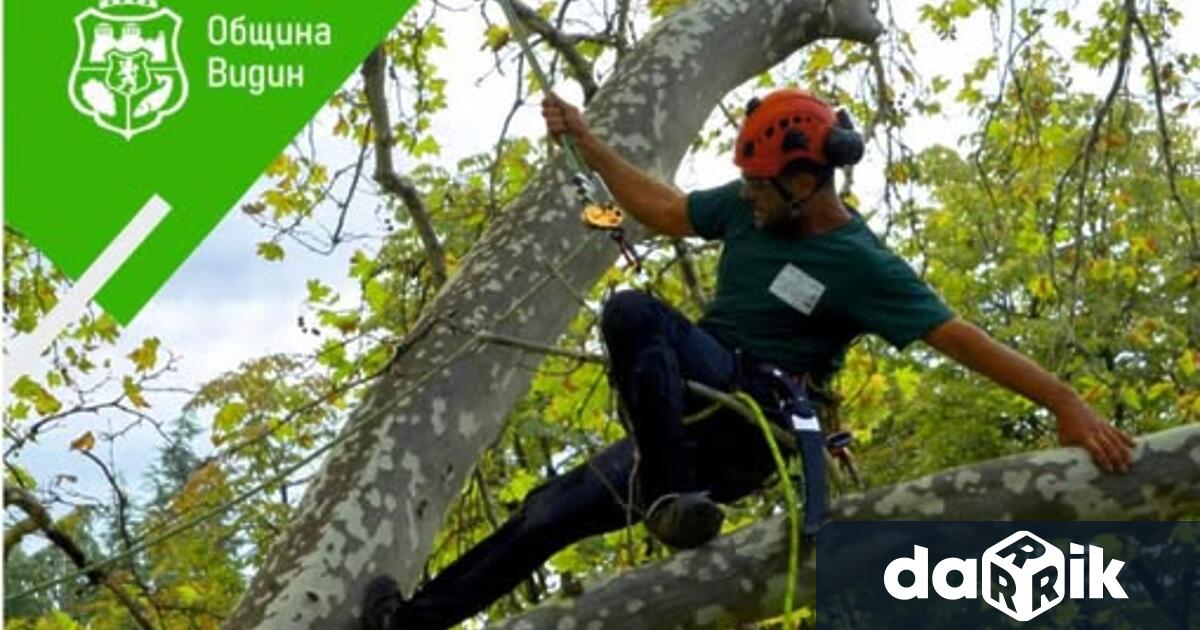 Община Видин и Асоциацията на арбористите в България организират национално