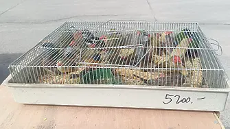 БАБХ спря нелегален внос на декоративни птици на "Дунав мост 2"