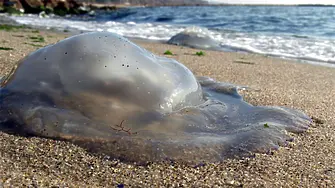 В Гърция има нашествие на медузи заради по-топлата морска вода