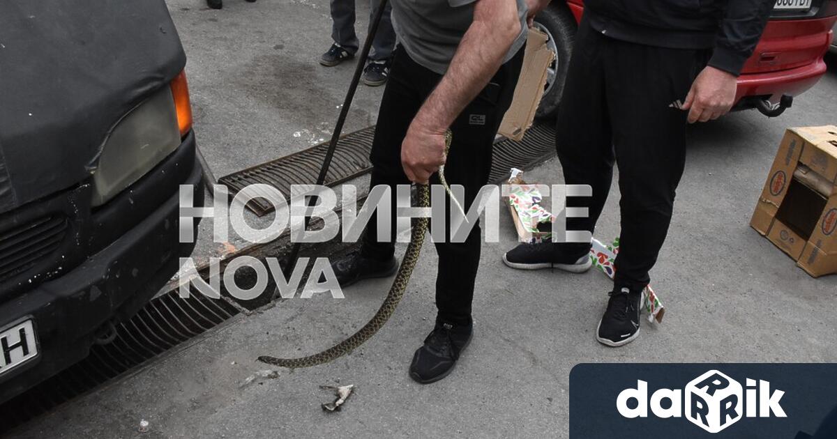 Змия вдигна на крак пожарната на зеленчуковия пазар в Хасково