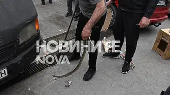 Змия вдигна на крак пожарната на зеленчуковия пазар в Хасково