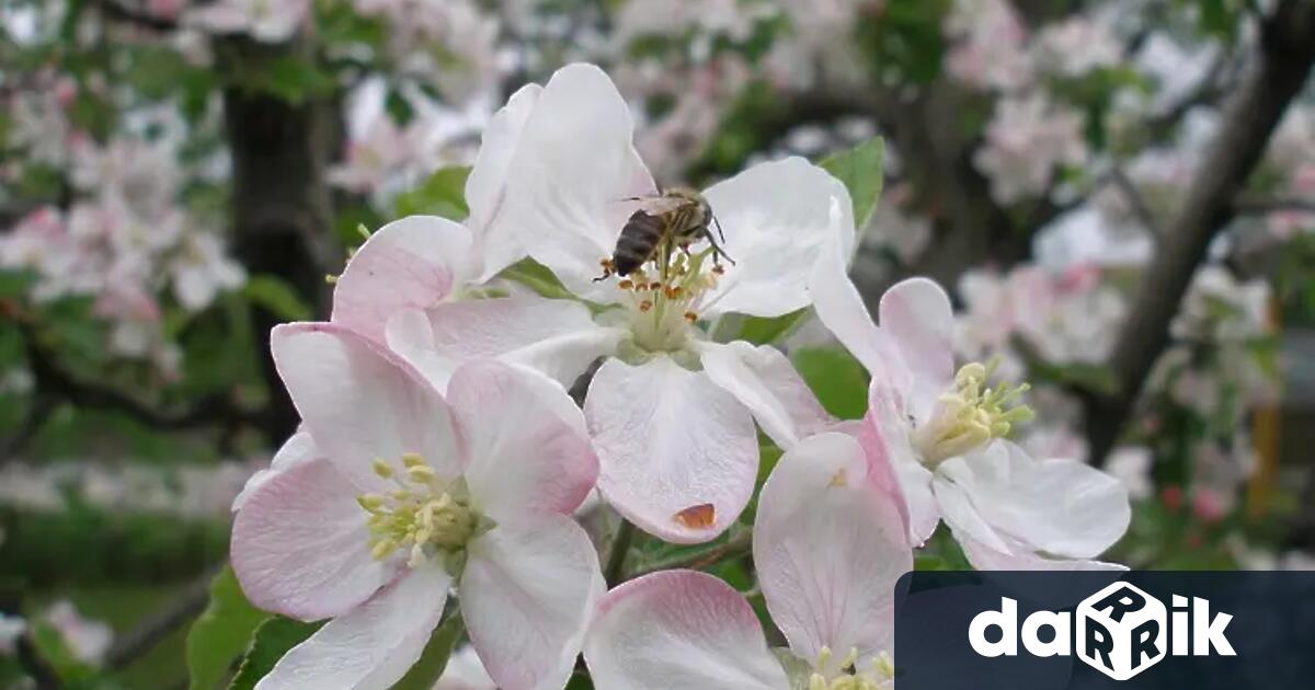 Зимната смъртност при пчелите през 2025 г в Северна България