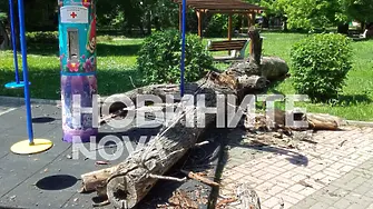 Дърво падна върху въртележка, на която е имало дете