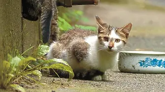 Мъж простреля коте с арбалет