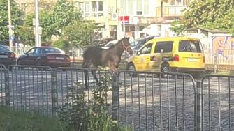 Кон потича между няколко коли в движение на голям столичен булевард (ВИДЕО)