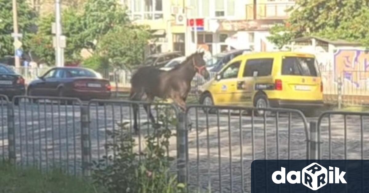 Кон потича между няколко коли в движение на голямстоличен булевард