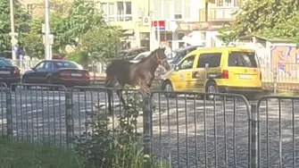 Кон потича между няколко коли в движение на голям столичен булевард (ВИДЕО)