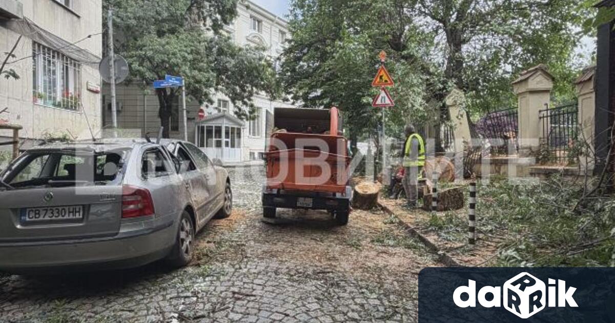 Паднало дърво е причинило материални щети в София на кръстовището