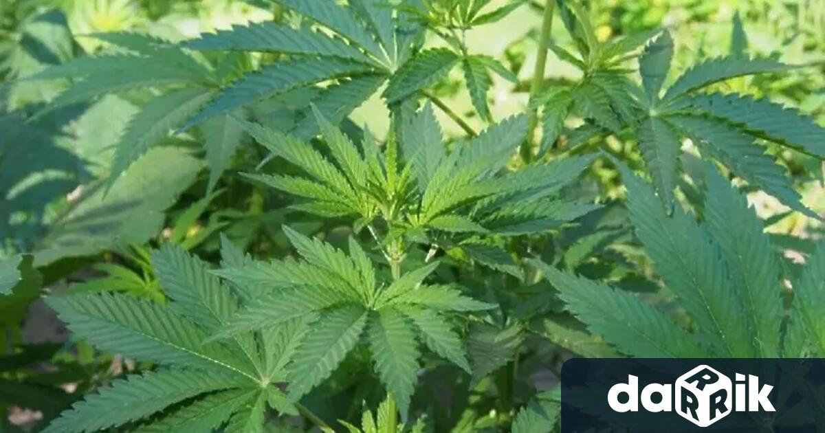 Разбиха организирана престъпна група разпространявала високорискови наркотични вещества Операцията е