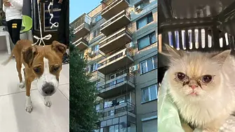 Спасиха куче и котка, прекарали над 4 дни заключени на тераса в „Люлин“