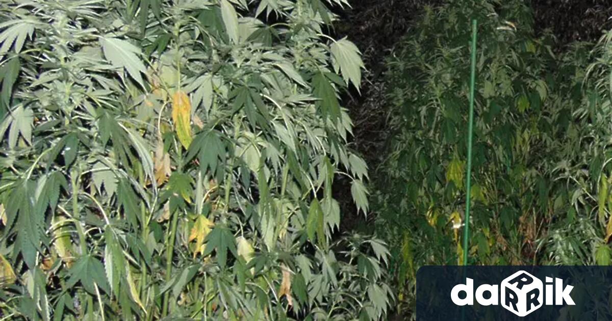 44 годишен мъж от санданското село Лиляново е задържан при