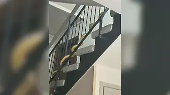 Голяма змия в жилищен блок в Пловдив предизвика паника