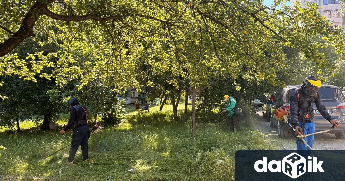 От началото на седмицата са окосени паркът в ж к