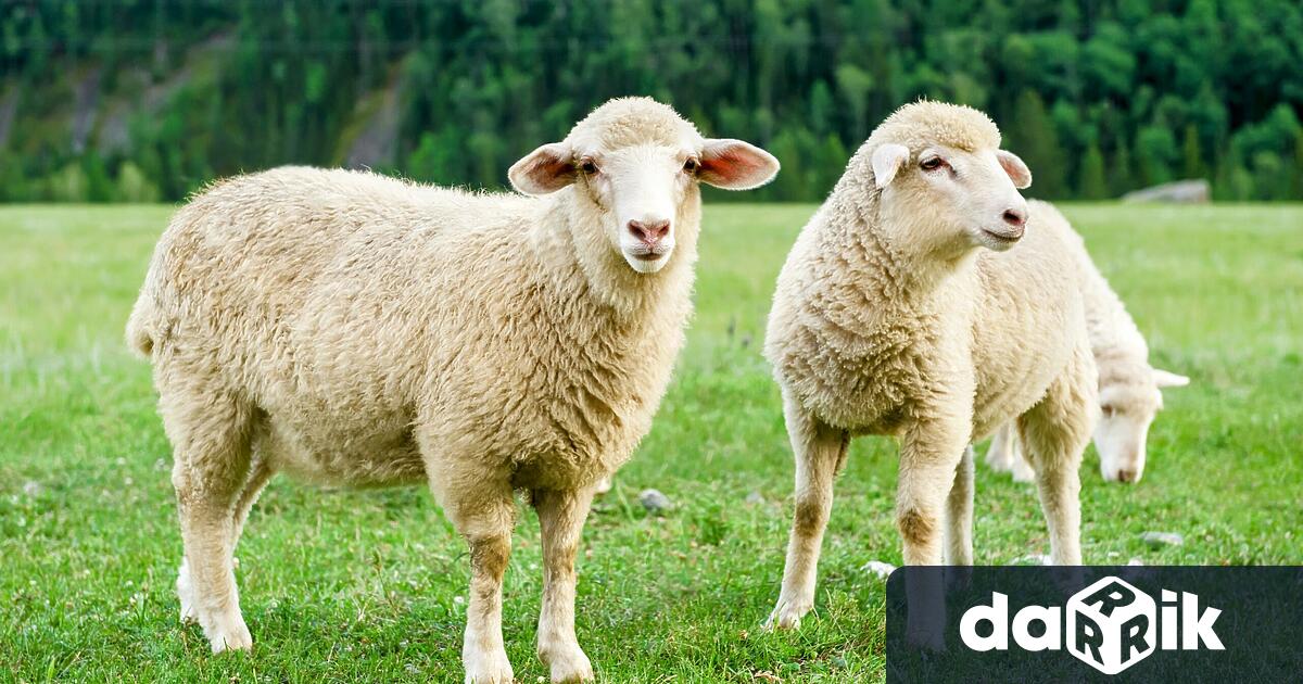 Българската агенция по безопасност на храните установи огнище на шарка