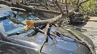 Дърво падна върху два автомобила в центъра на Русе