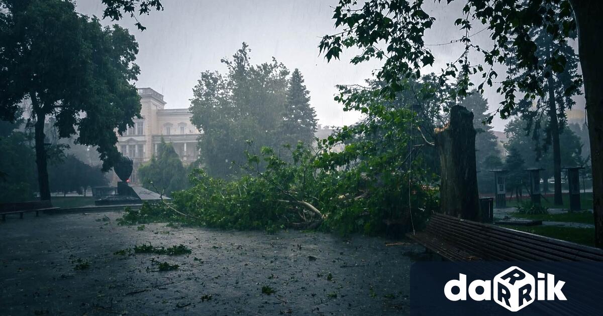 Дърво падна върху майка с две деца в София Инцидентът
