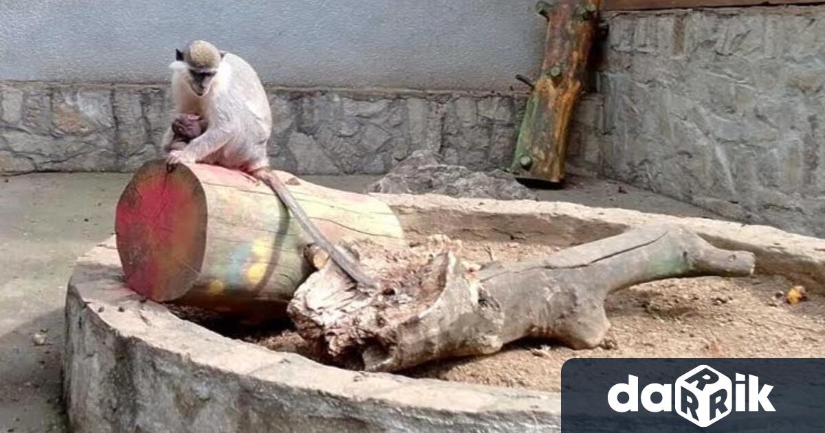 В старозагорския зоопарк се роди маймунче от групата на зелените
