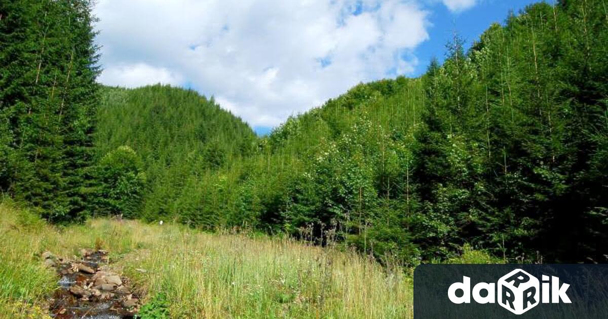 Югоизточно държавно предприятие извършинад 30 хиляди проверки в горските територии