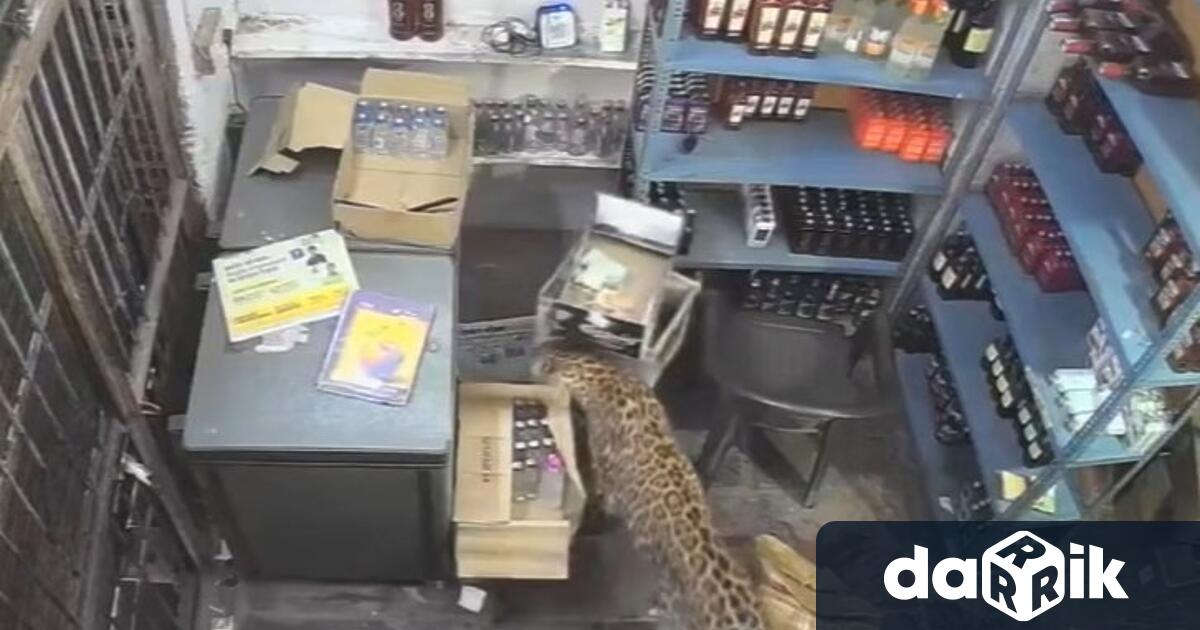 Шокиращо видео което се разпространява онлайн показа как леопард нахлува