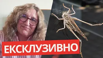 Експерт: Скакалците може да ни ухапят (щипнат), но не са опасни!