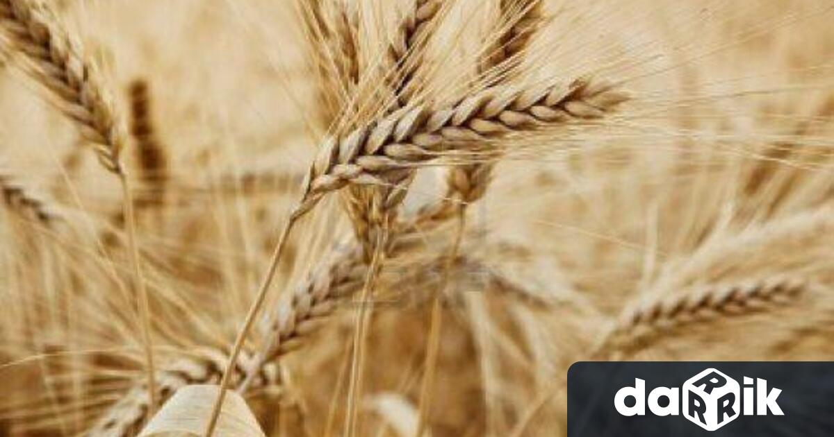 Близо 700 килограма от декар са добивите от пшеница като