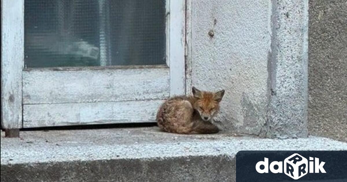 Лисици все по често се разхождат из улиците на София