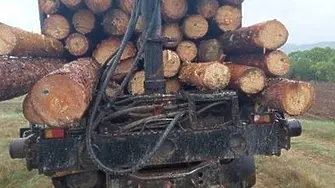 Хванаха незаконни дървосекачи в землището на село Цар Петрово, извършителите избягаха