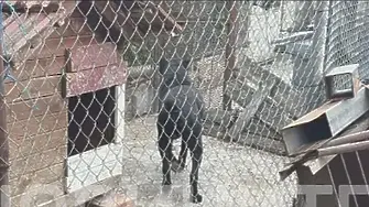 Тежко остава състоянието детето, жестоко нахапано от домашно куче в с. Кънчево
