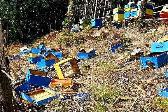 Лакома мечка унищожи 30 кошера и изяде 150 кг мед край Асеновград (СНИМКИ)