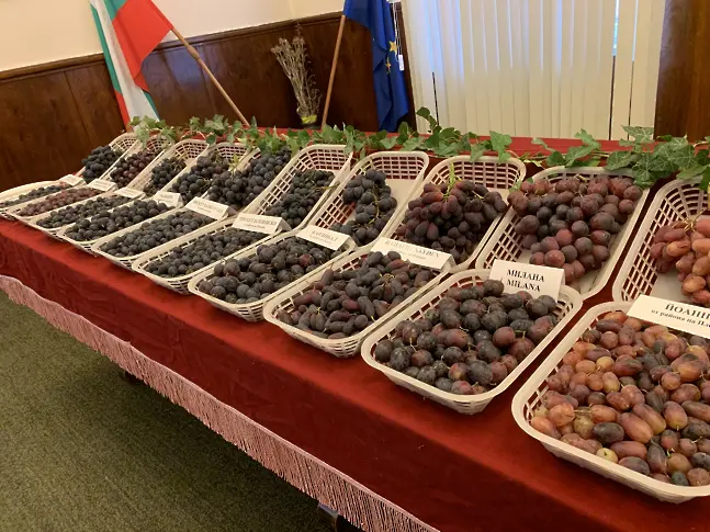 Директорът на ИЛВ-Плевен: Тази година очакваме добра реколта! 