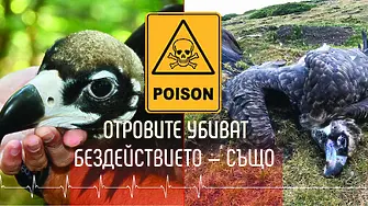 Природозащитници на протест за по-сурови наказания след отравянето на осем лешояда
