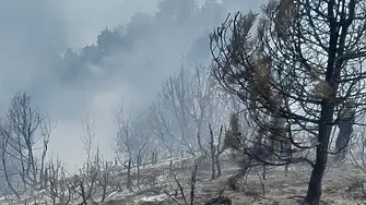 Почти овладян е пожарът край село Антон