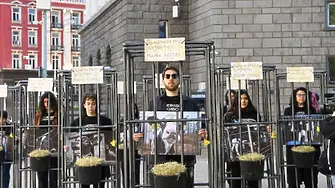 Протест пред НС: Активисти отново се затварят в клетки заради нехуманно отглеждане на телета