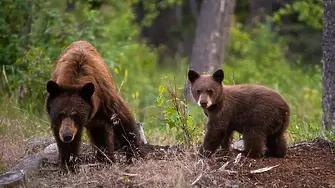 Две мечки нападнаха палатка с туристи в гората край софийско село