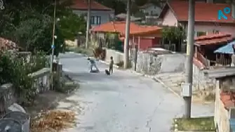 Проверяват случай на деца, били, влачили и душили куче в Пазарджишко