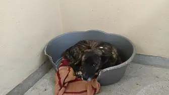 Звеното за намаляване популацията на безстопанствените кучета набира доброволци за преброяването им в общината