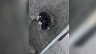 Спасиха заклещено коте след над 5 часа в капан в София