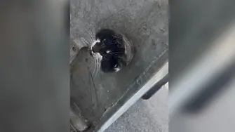 Спасиха заклещено коте след над 5 часа в капан в София