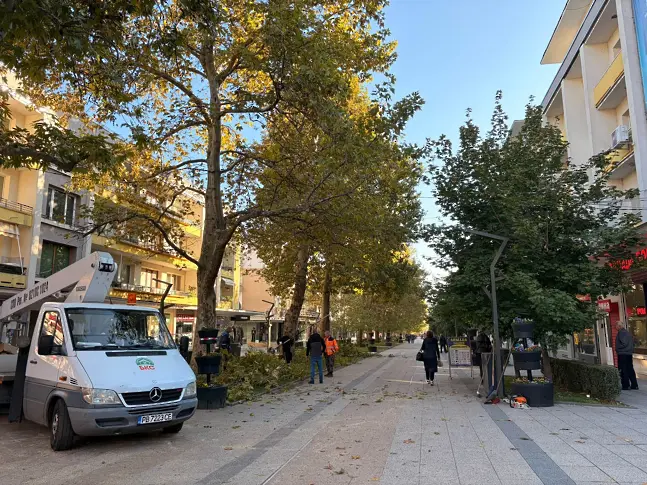 Започна оформянето на дърветата в централната пешеходна зона на Враца за есенно-зимния сезон