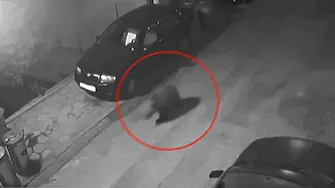 Необичайна гледка в Благоевград: Малко мече тича между колите