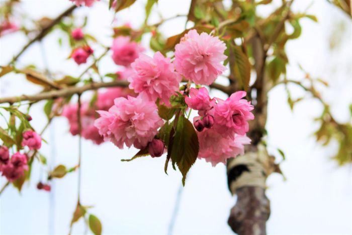 Засадиха над 100 японски вишни в парк „Македония“ в Благоевград