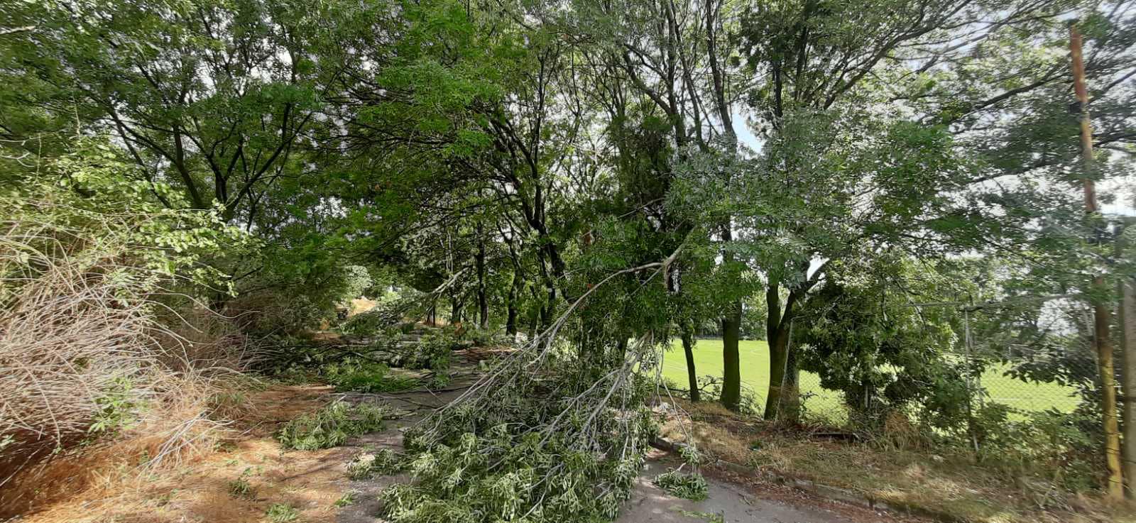 70 паднали дървета в Девня след буря (СНИМКИ)