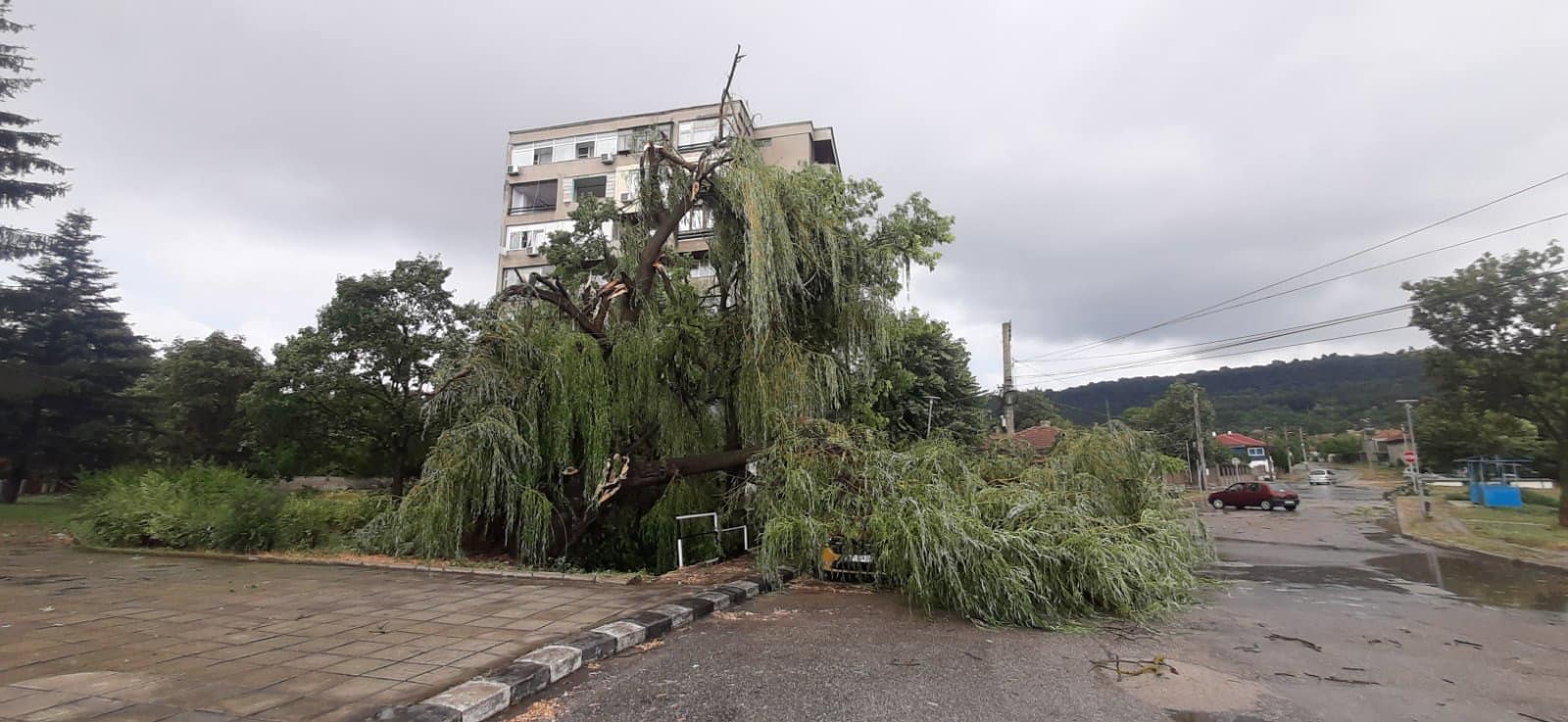 70 паднали дървета в Девня след буря (СНИМКИ)