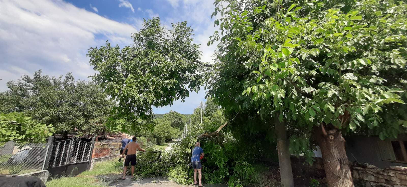 70 паднали дървета в Девня след буря (СНИМКИ)