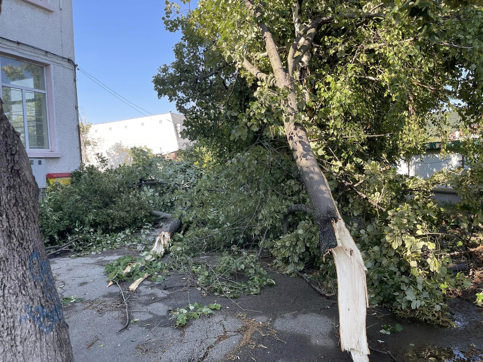 70 паднали дървета в Девня след буря (СНИМКИ)