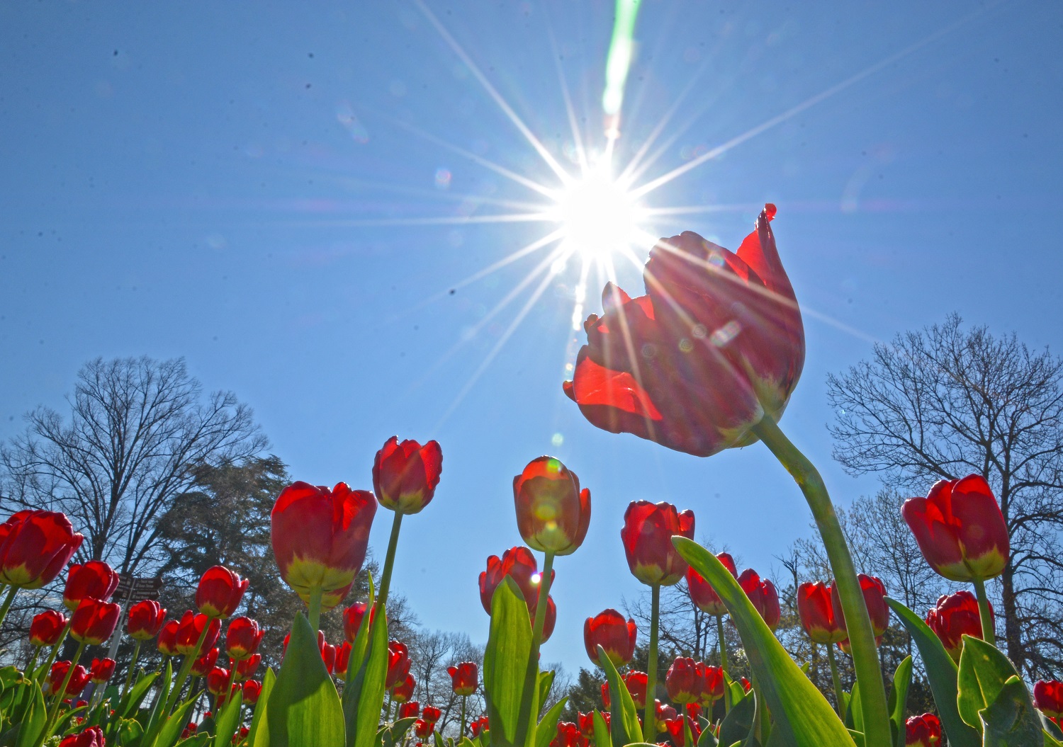 Десетки хиляди лалета и теменужки радват варненци в Морската градина (СНИМКИ)