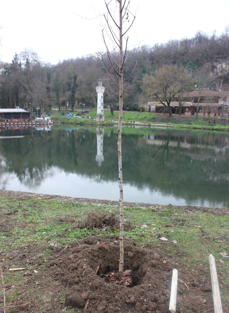 Десетки нови дървета подобряват градската среда в Плевен и парк Кайлъка/СНИМКИ/