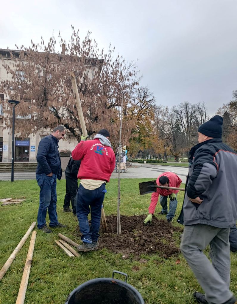 Десетки нови дървета подобряват градската среда в Плевен и парк Кайлъка/СНИМКИ/